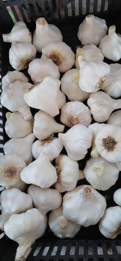 Product image - To ensure that you get the best quality and the best price, you have to deal with Alshams company.
We are  alshams an import and export company that offer all kinds of agriculture crops.
We offer you  Fresh Garlic 
